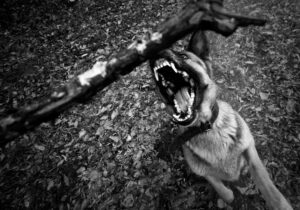 dog bite lawyer in Conyers, GA